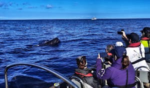 Observación de ballenas en Terceira