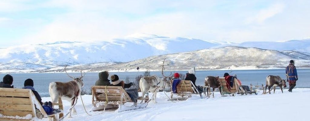 Experiencia de la cultura sami con un paseo en trineo tirado por renos de 15 minutos