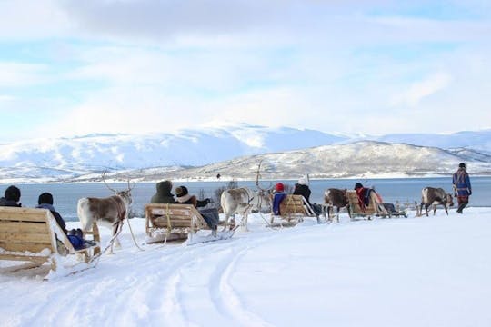 Experiencia de la cultura sami con un paseo en trineo tirado por renos de 15 minutos