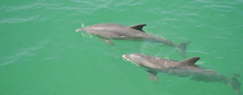 Wycieczka w poszukiwaniu delfinów