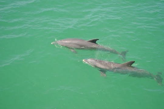 Visite d'exploration des dauphins