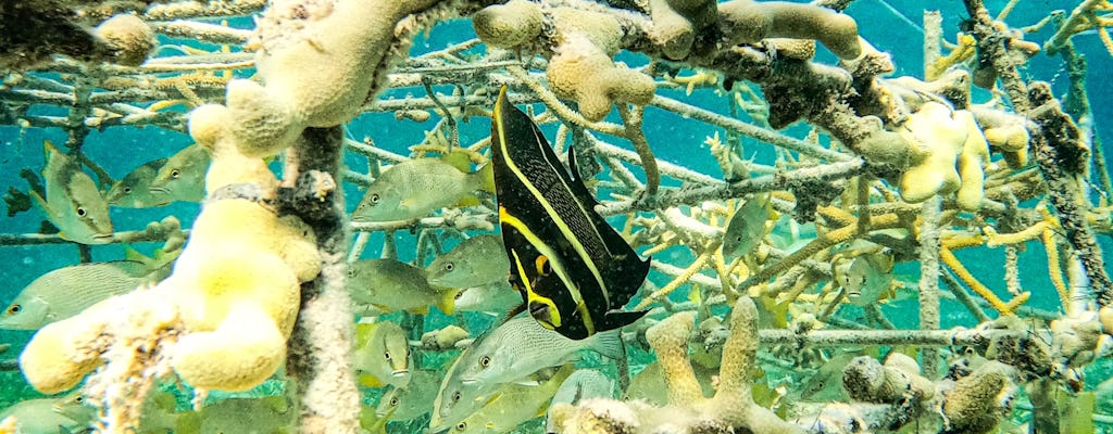 Family Snorkel Adventure on Sharky Catamaran