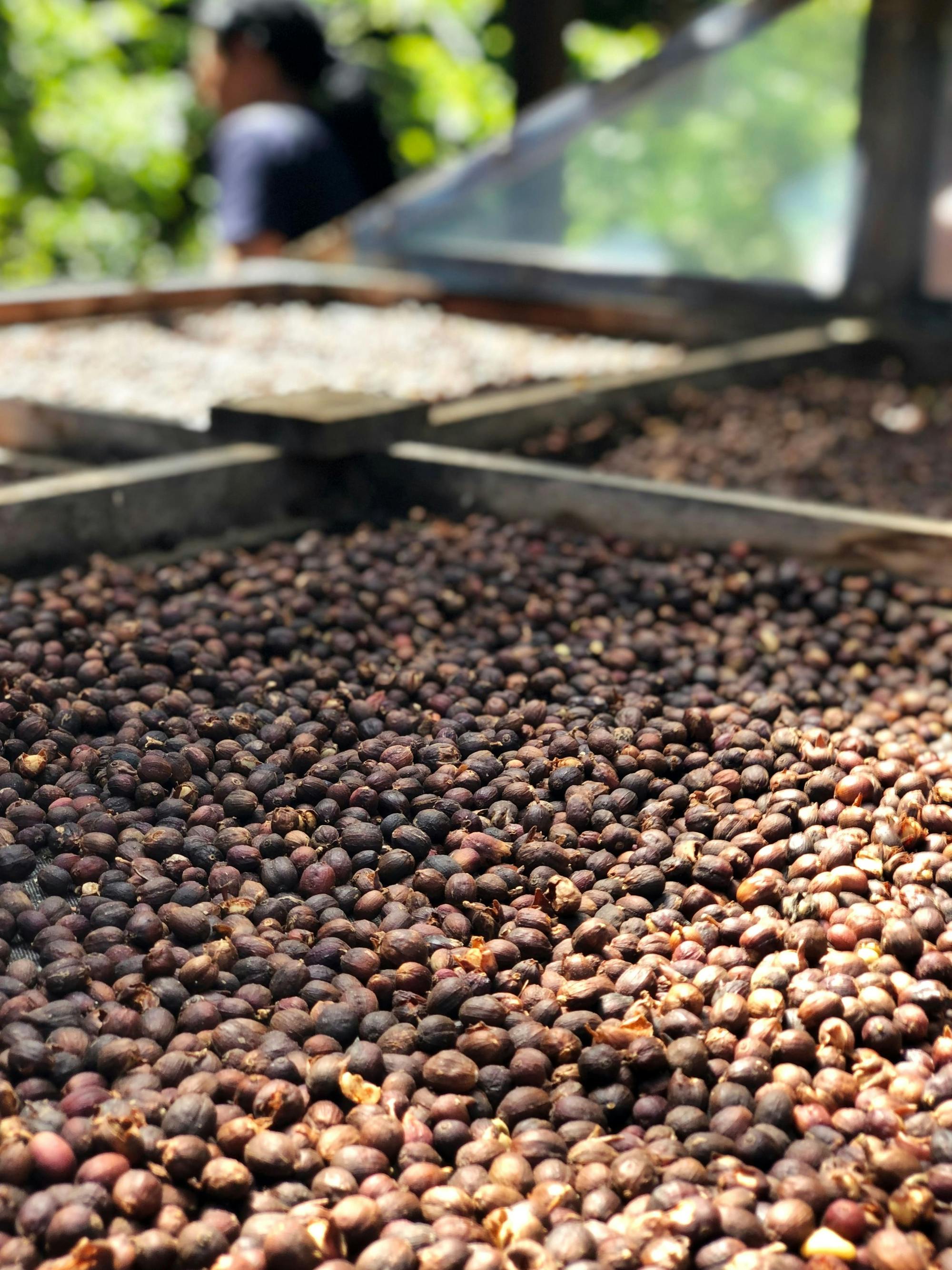 Gran Canaria Small Group Food Tour with Distillery Visit