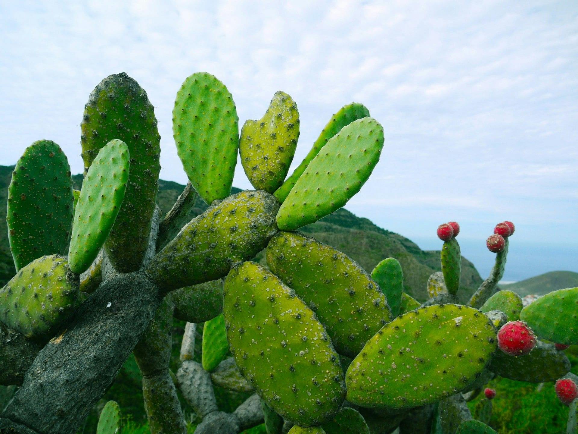 Tenerife Natural Highlights Easy Walking Tour