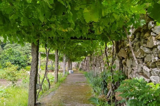 Visite privée du Vinho Verde avec déjeuner gastronomique