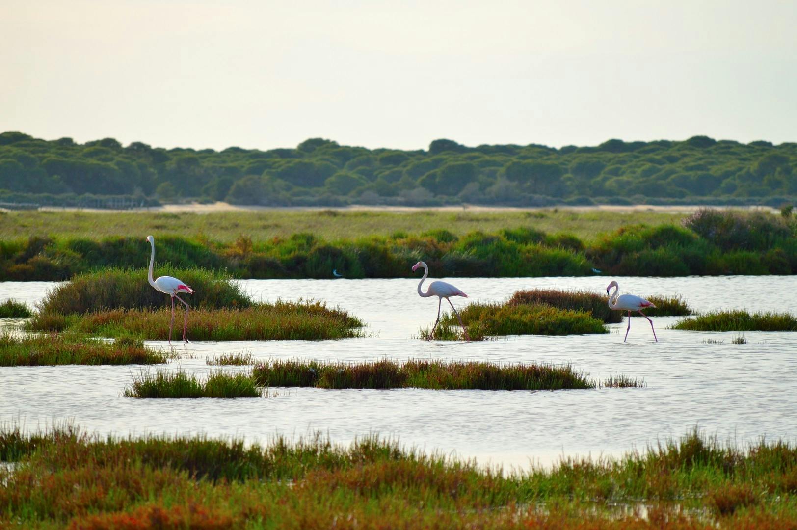 Visita al Parque de Doñana en todoterreno