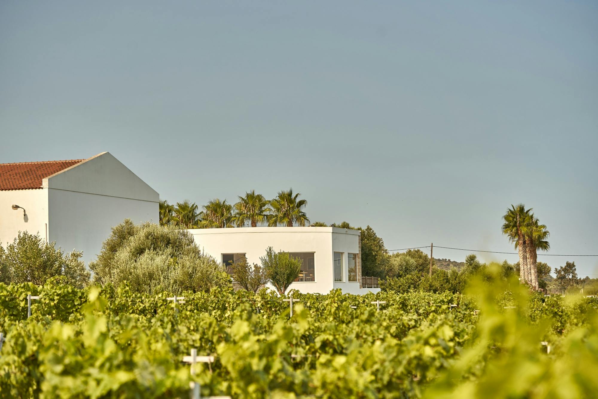 Dégustation de vins à la cave Ktima Akrani à Kos