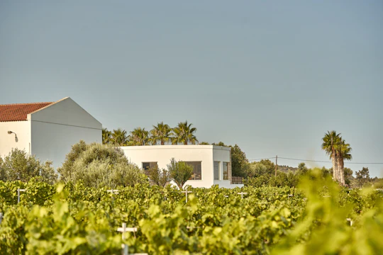Wine Tasting at Ktima Akrani Winery in Kos