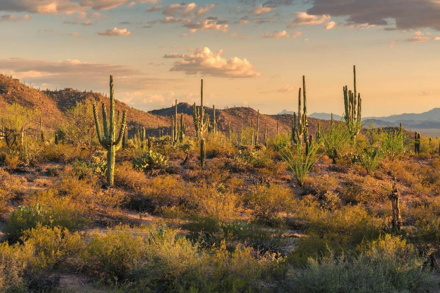 Saguaro National Park and Mt. Lemmon Self-Guided Audio Tour