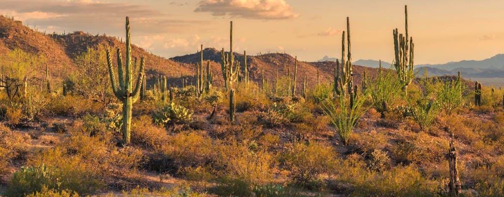 Saguaro National Park and Mt. Lemmon Self-Guided Audio Tour