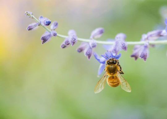 Discover the Products of Beekeeping in Oristano