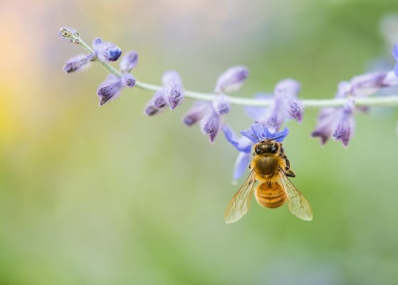 Descubra os produtos da apicultura em Oristano