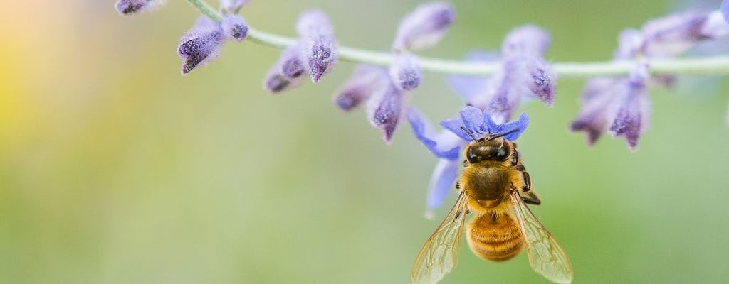 Descubra os produtos da apicultura em Oristano
