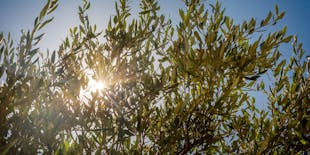 Visita guiada à Finestrat e visita à quinta de oliveiras com degustação