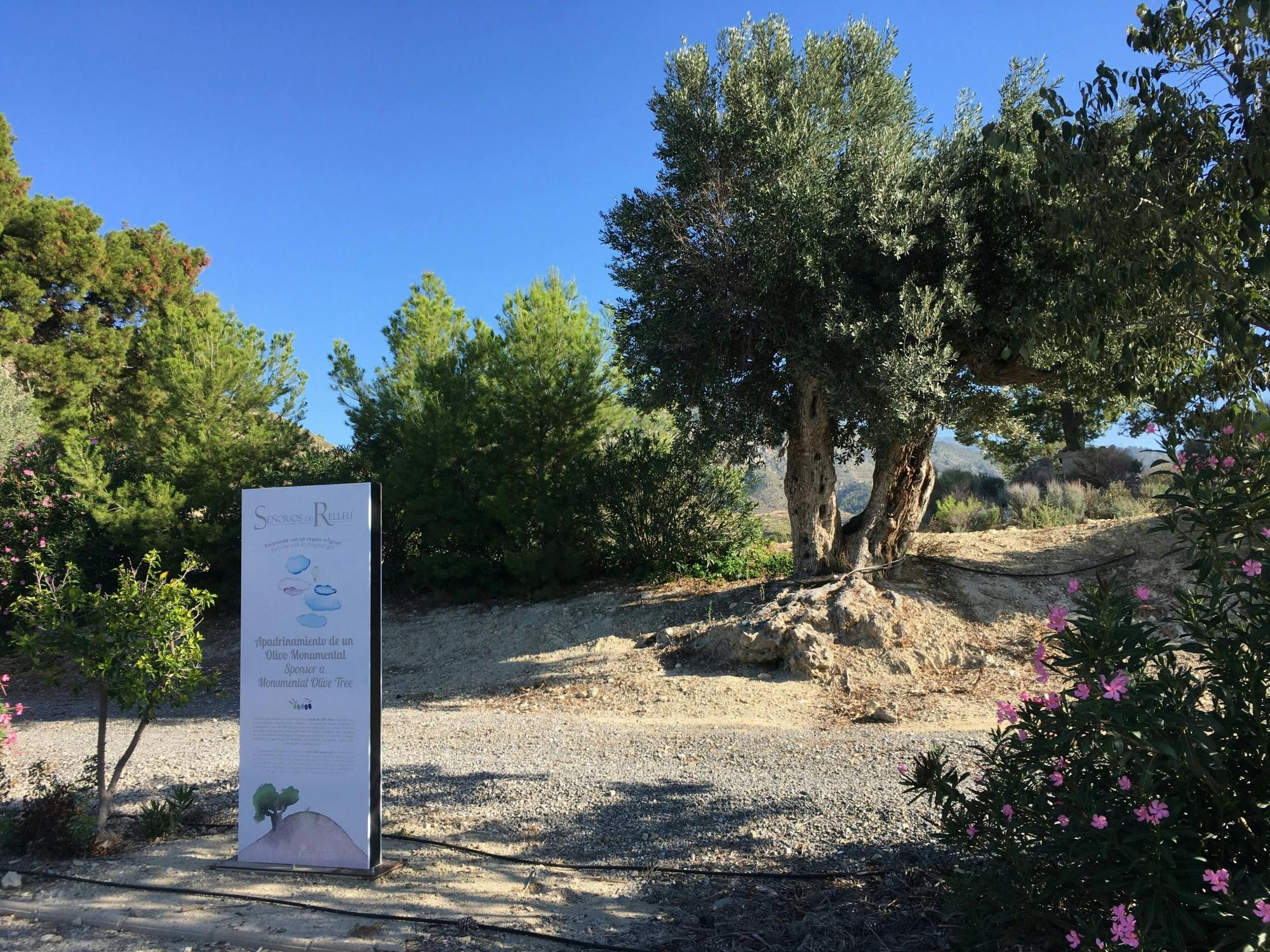 Finestat Guided Tour and Olive Farm Visit with Tasting