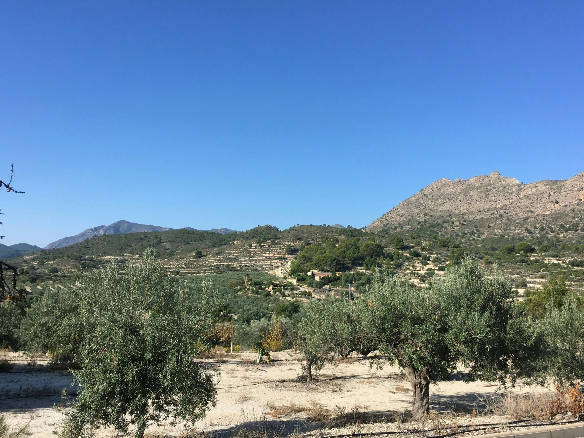 Finestat Guided Tour and Olive Farm Visit with Tasting
