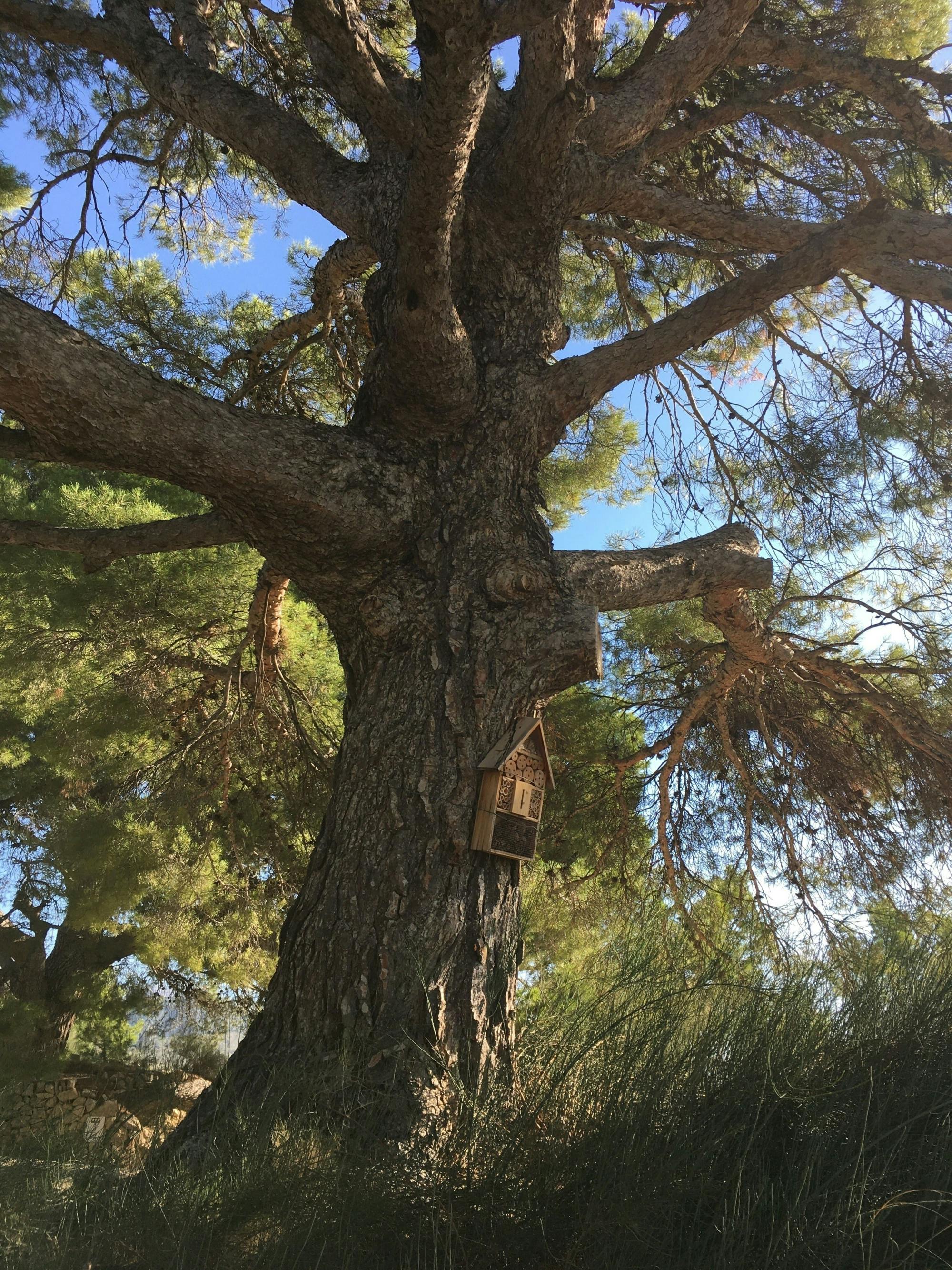 Finestrat Guided Tour and Olive Farm Visit with Tasting