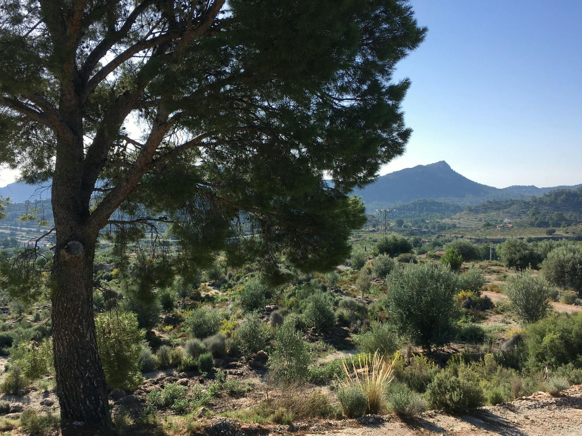 Finestrat Guided Tour and Olive Farm Visit with Tasting