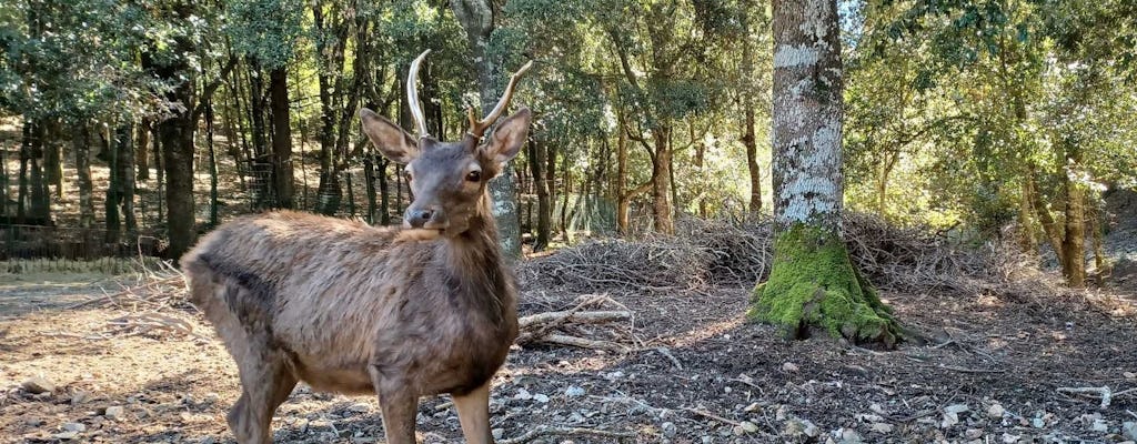 Caminhada guiada pela trilha dos cervos no Parque Sette Fratelli