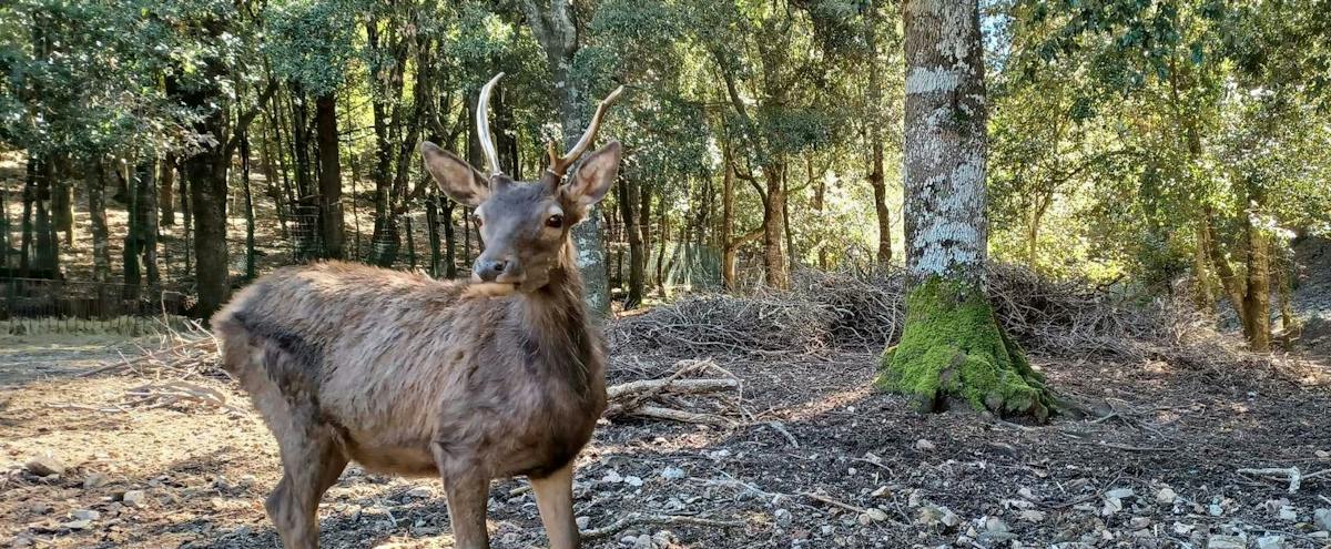 Escursione guidata sul sentiero dei cervi nel Parco dei Sette Fratelli