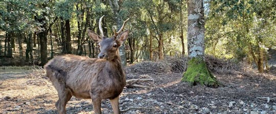 Caminhada guiada pela trilha dos cervos no Parque Sette Fratelli
