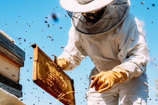 Nat Geo Day Tour: Die faszinierende Welt der Bienen
