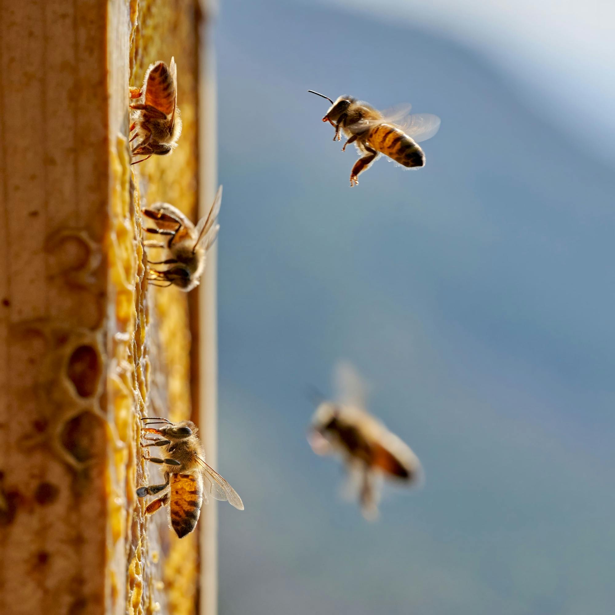 Nat Geo Day Tour: The Fascinating World of Bees