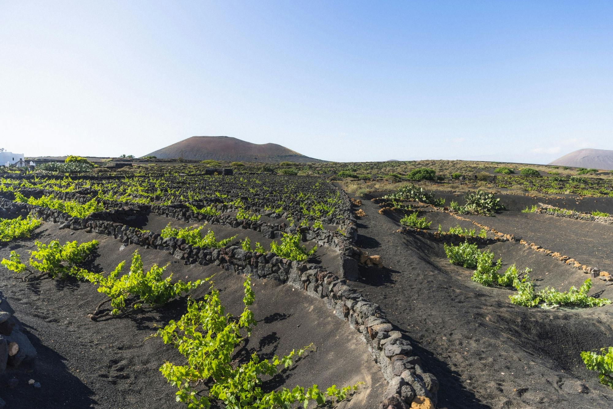 Nat Geo Day Tour: La Geria, Vineyards that Sprouted from Fire