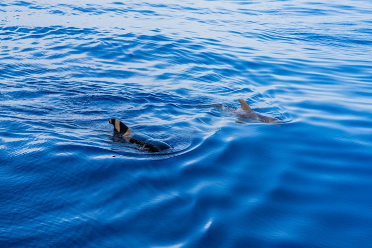 Exclusive Freebird Catamaran Whale & Dolphin Cruise to La Caleta