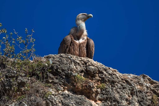 Nat Geo Day Tour: Birdwatching in Caminito del Rey