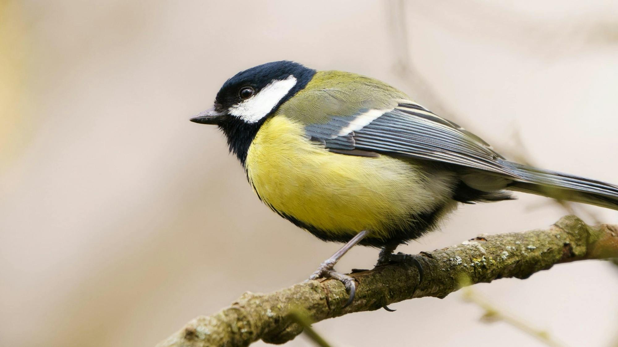 Nat Geo Day Tour: Birdwatching in Caminito del Rey