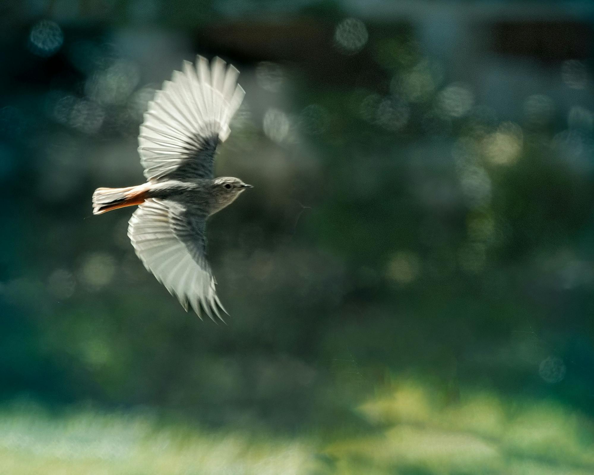 Nat Geo Day Tour: Birdwatching in Caminito del Rey