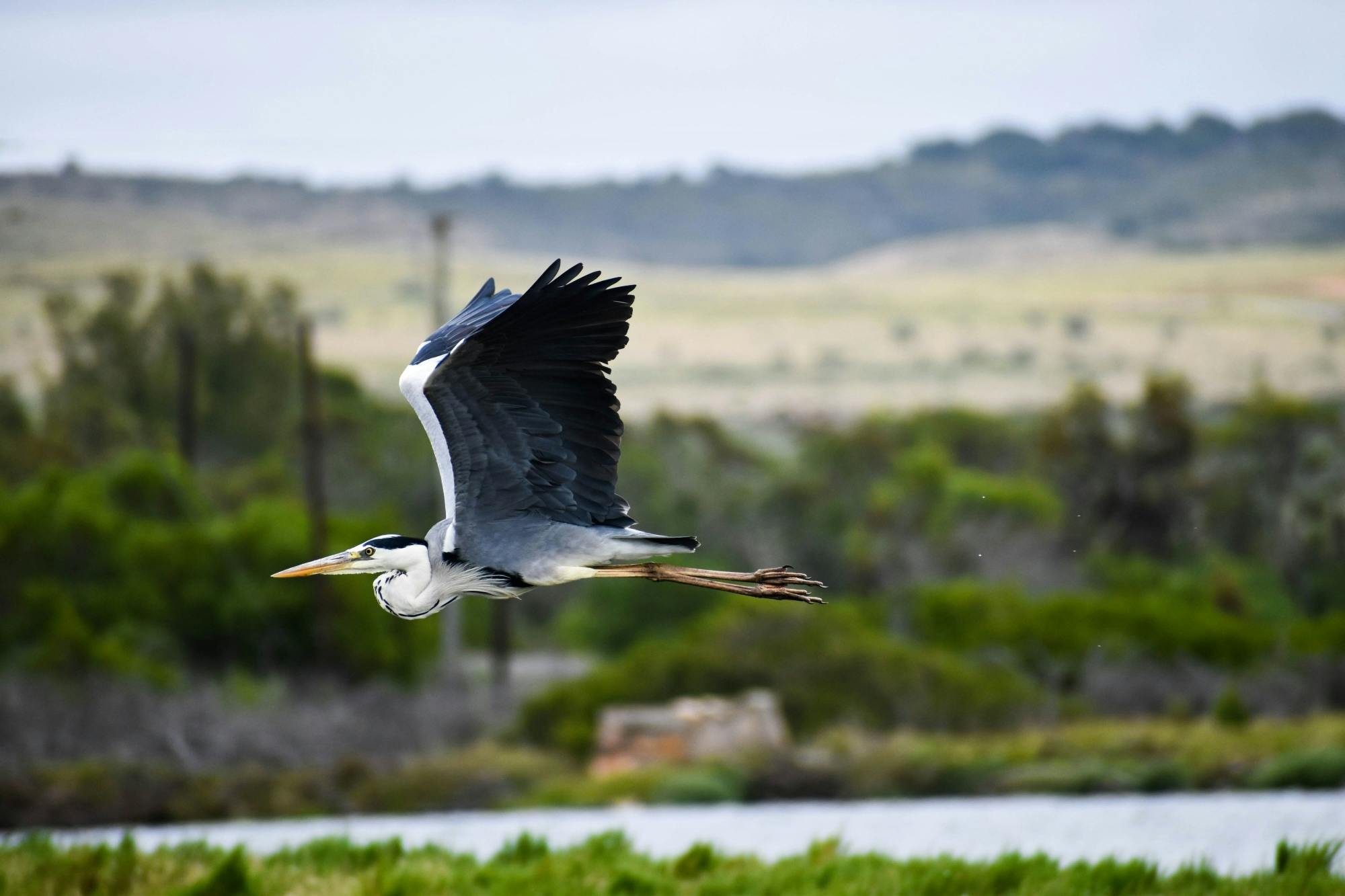 Nat Geo Day Tour: Birdwatching in Caminito del Rey