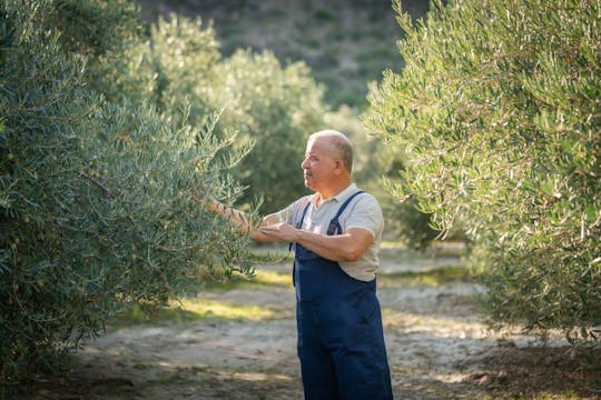 Nat Geo Day Tour : L'histoire millénaire de l'huile d'olive