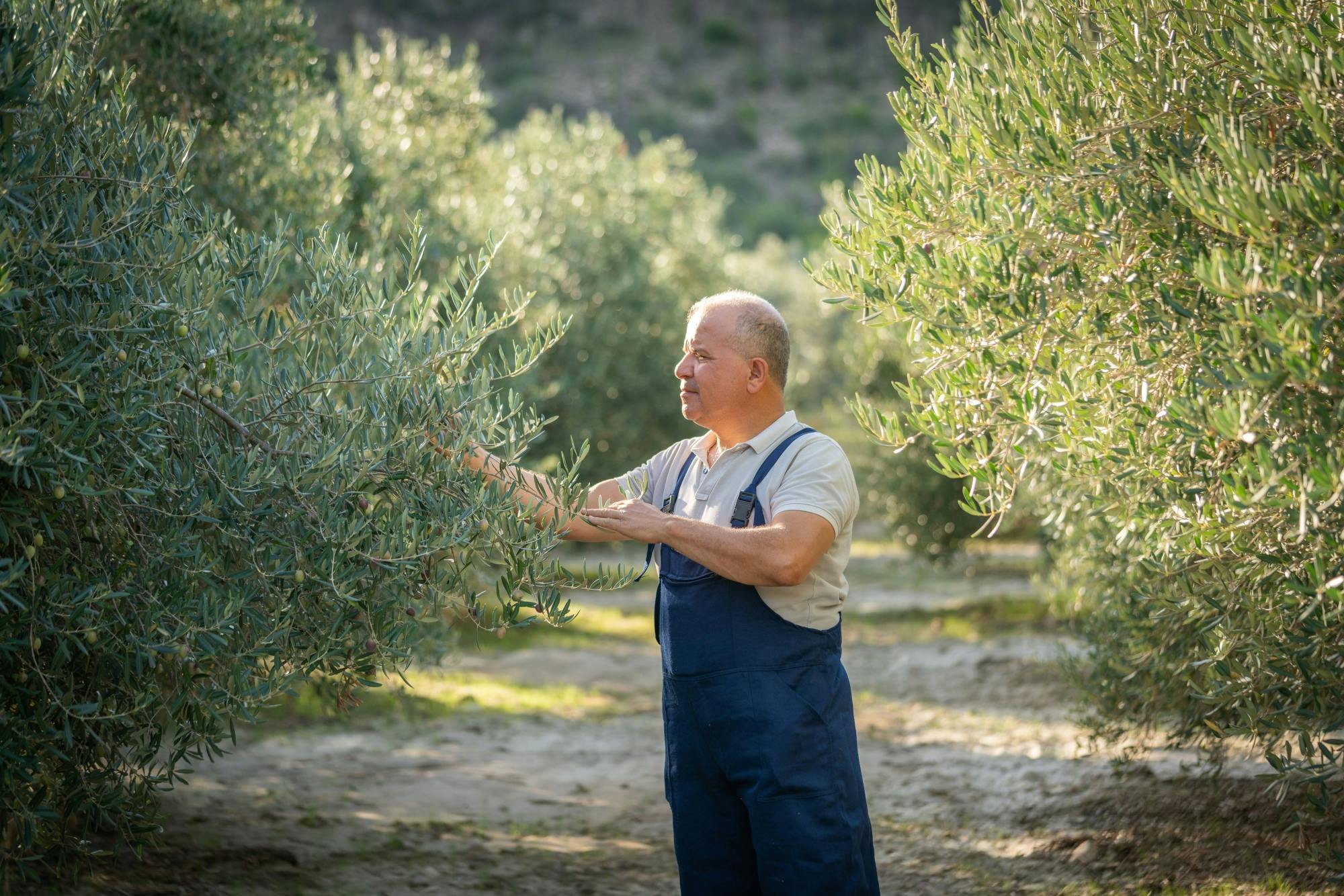 Nat Geo Day Tour: De duizendjarige geschiedenis van olijfolie