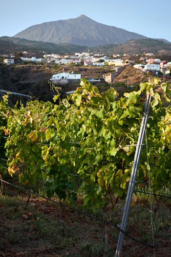Nat Geo Day Tour: History of Wine in the Canary Islands