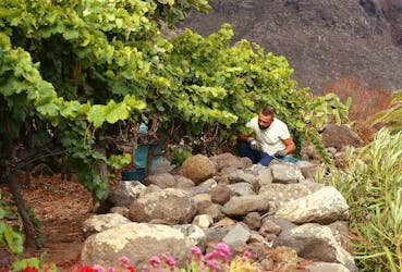 Tour di un giorno Nat Geo: Storia del vino nelle Isole Canarie