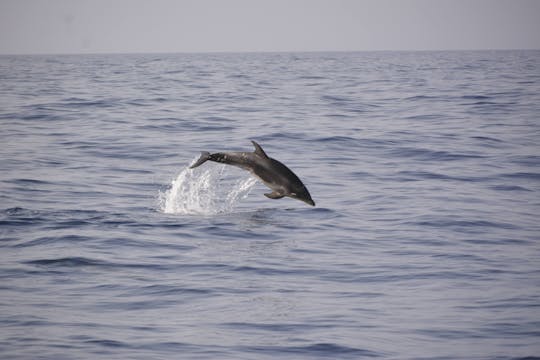 Gita privata in barca al tramonto con balene e delfini