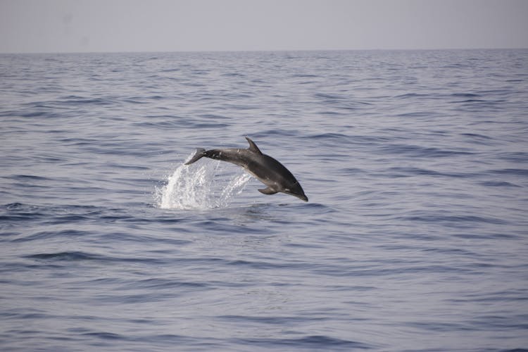 Tenerife Whale & Dolphin Eco Boat Trip