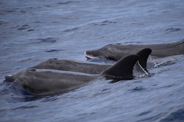 Private Sunset Whale & Dolphin Eco Boat Trip