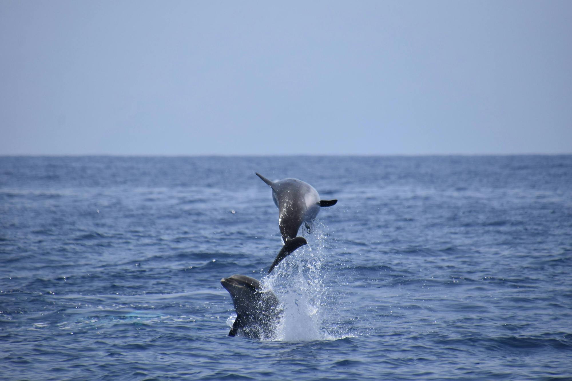 Tenerife Whale & Dolphin Eco Boat Trip
