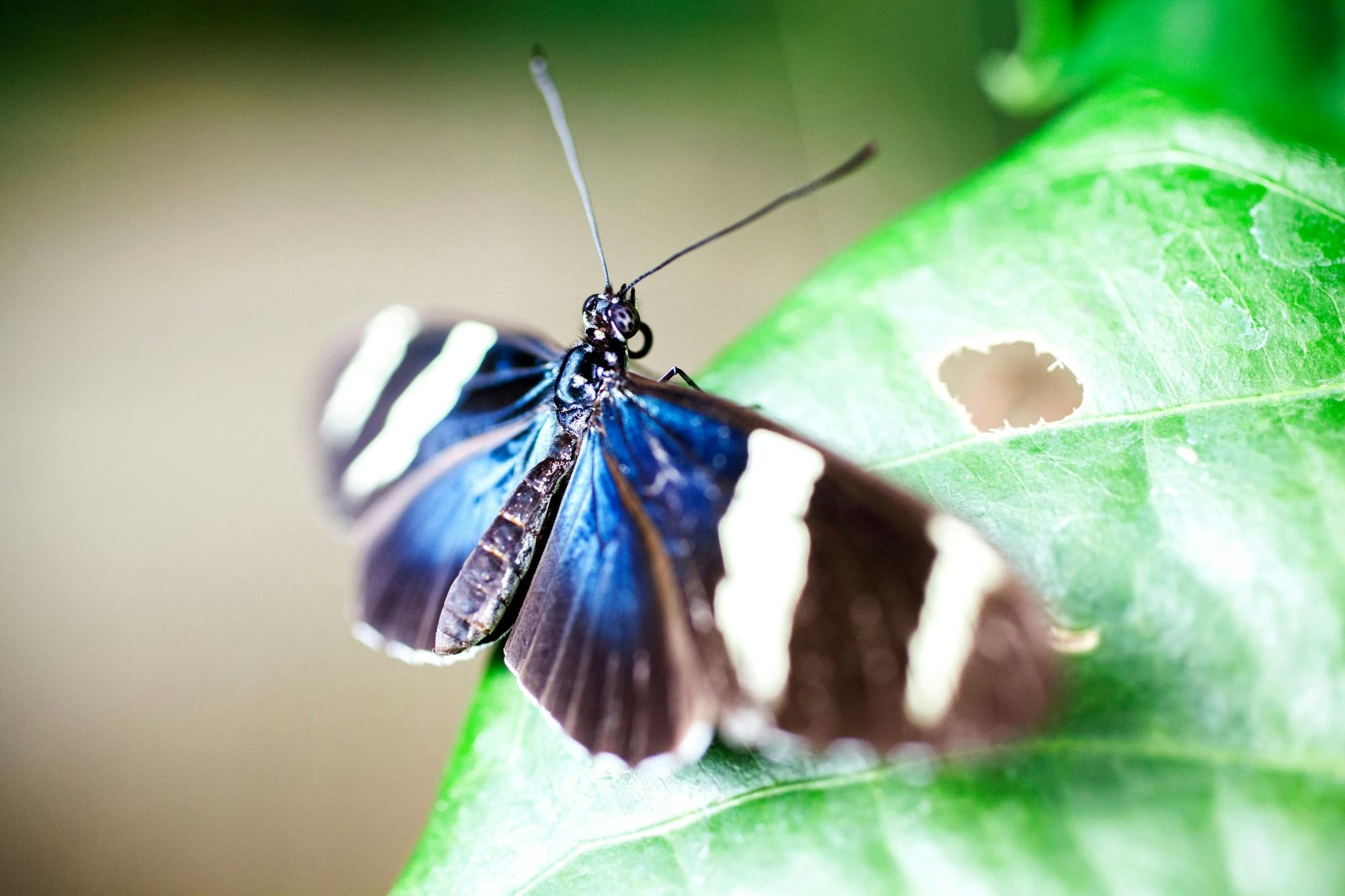 Selvatura Park Zipline & Butterfly Garden Tour