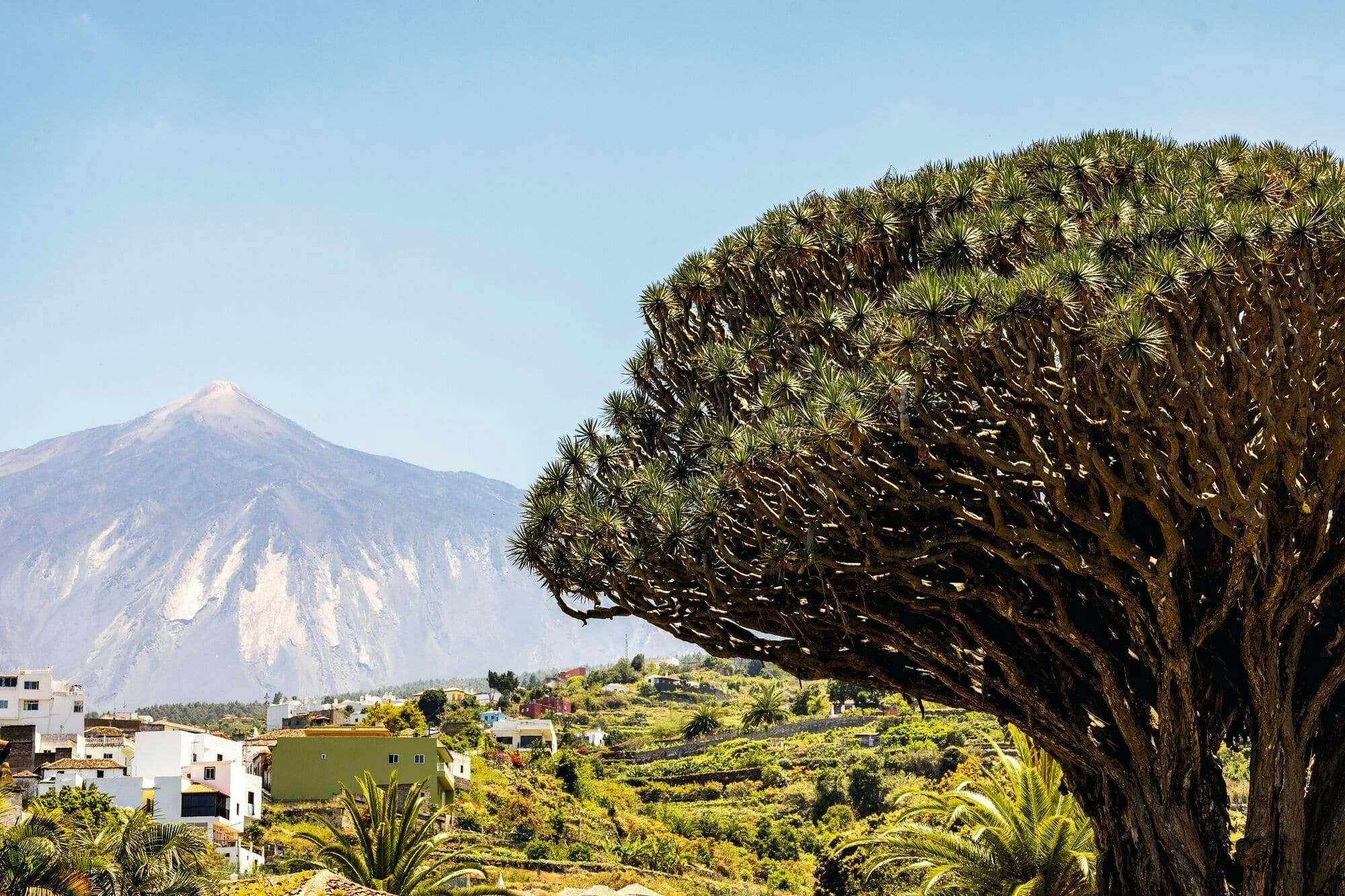 Nat Geo Day Tour: Tenerife Flora and the Aboriginal Legacy