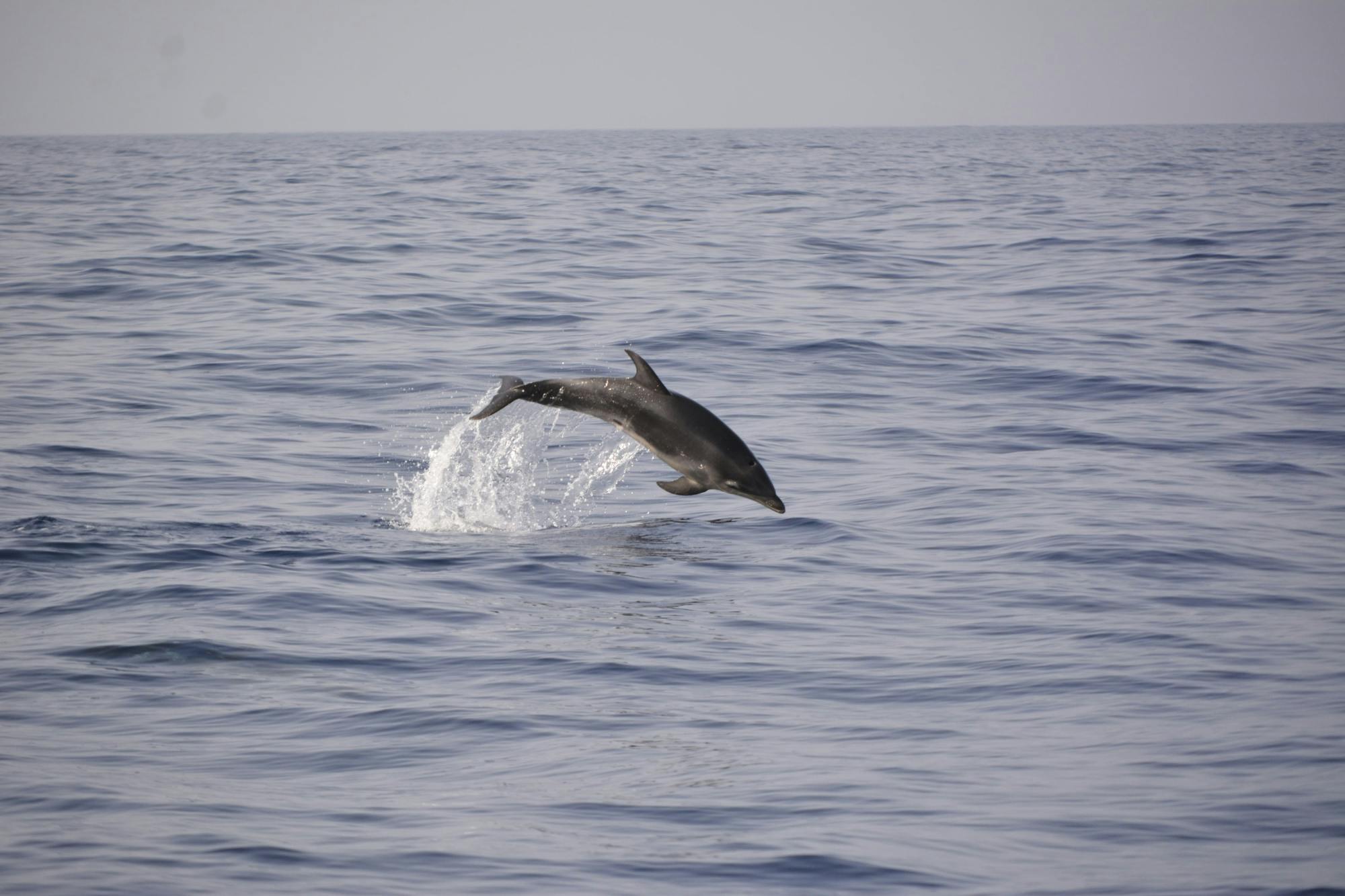 Excursion privée en bateau écologique pour les baleines et les dauphins au coucher du soleil