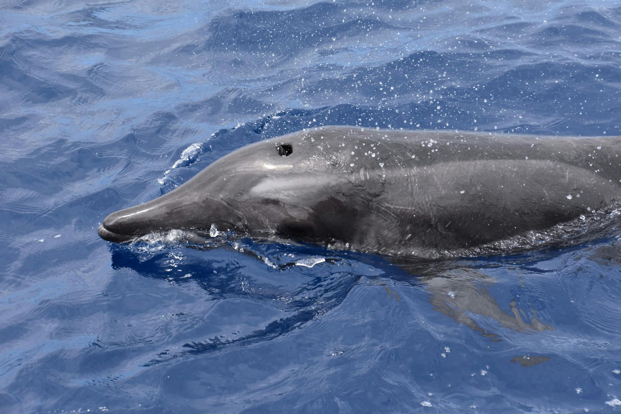 Excursion en bateau écologique pour les baleines et les dauphins à Tenerife