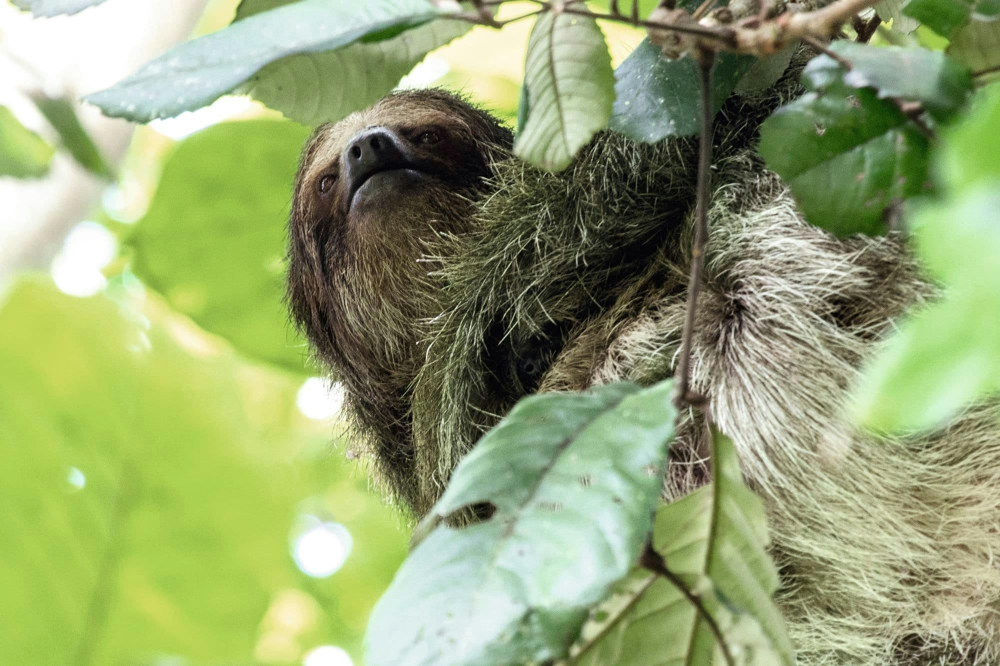 Tenorio Volcano National Park Hiking Tour with Sloth Encounter