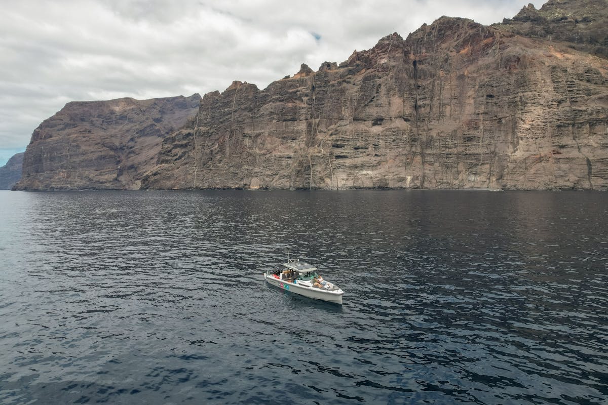 Tenerife Whale & Dolphin Eco Boat Trip