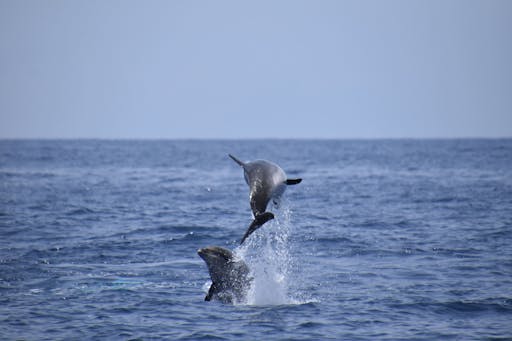 Private Sunset Whale & Dolphin Eco Boat Trip