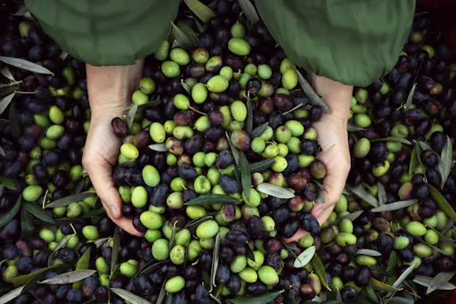Nat Geo Day Tour: The Secrets of Tuscan Olive Oil