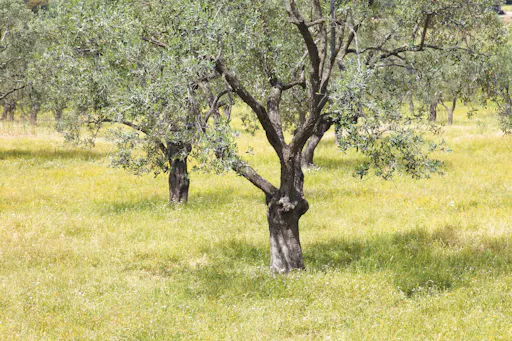 Nat Geo Day Tour: The Secrets of Tuscan Olive Oil